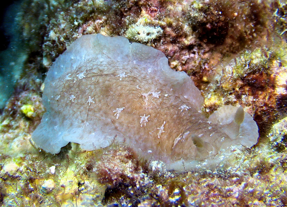 Dendrodoris elongata - Kwajalein Atoll, RMI
