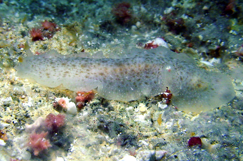 Dendrodoris elongata - Kwajalein Atoll, RMI