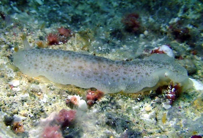 Dendrodoris elongata - Kwajalein Atoll, RMI