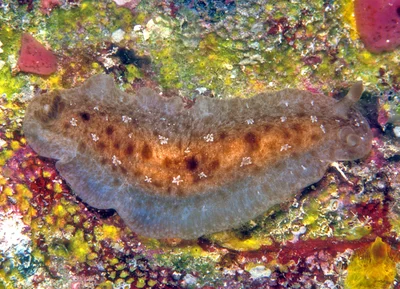 Dendrodoris elongata - Kwajalein Atoll, RMI