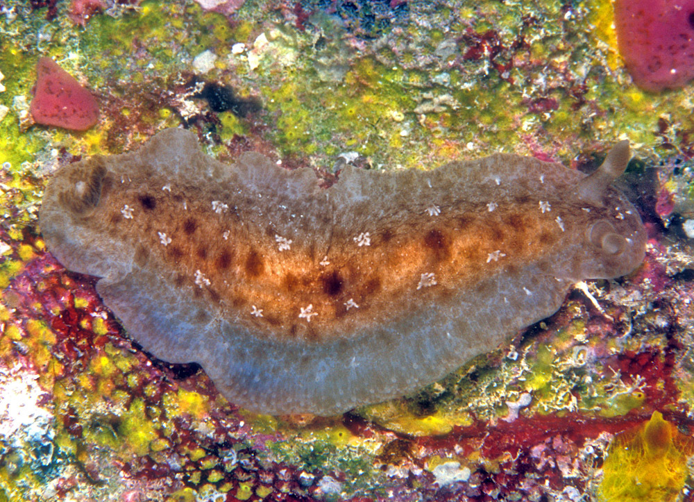 Dendrodoris elongata - Kwajalein Atoll, RMI