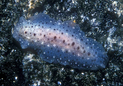 Dendrodoris elongata - Enewetak Atoll, RMI