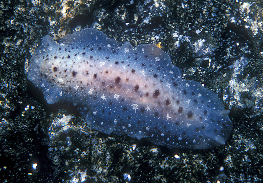 Dendrodoris elongata - Enewetak Atoll, RMI
