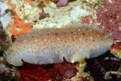Dendrodoris elongata - Tingloy, Batangas, Philippines