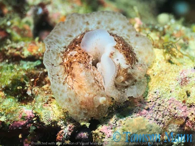 Dendrodoris elongata - Tingloy, Batangas, Philippines