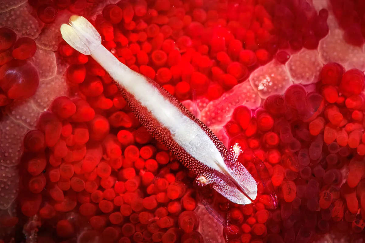 Starfish Shrimp
