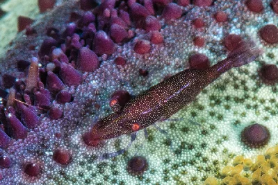 Starfish Shrimp