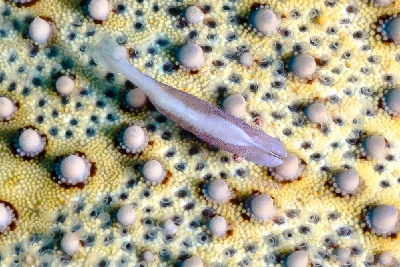 Starfish Shrimp