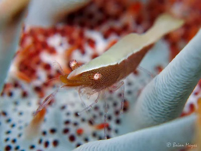 Starfish Shrimp