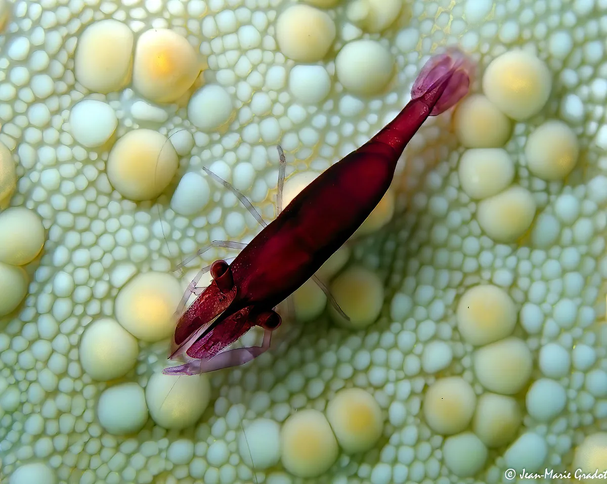 Starfish Shrimp
