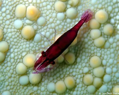 Starfish Shrimp