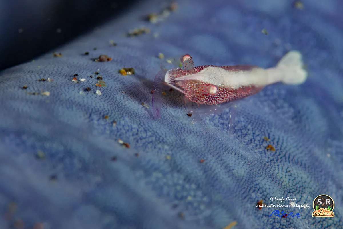 SEA STAR SHRIMP (10mm)