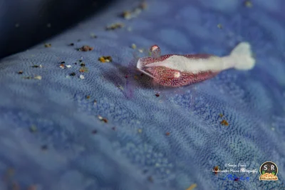 SEA STAR SHRIMP (10mm)