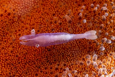 Zenopontonia soror