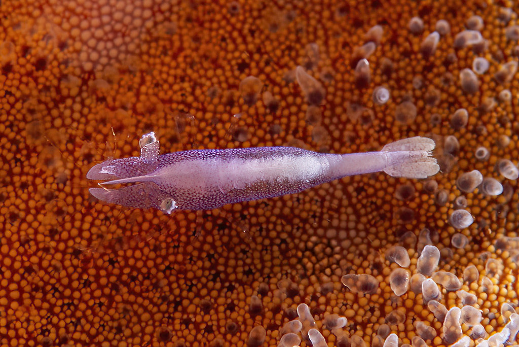 Zenopontonia soror