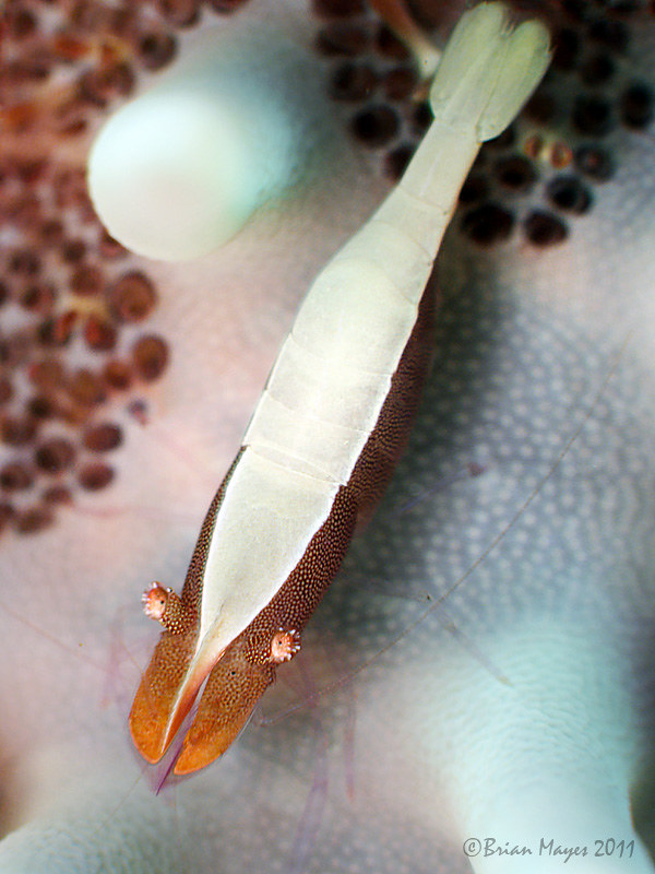 Partner Shrimp (Zenopontonia soror)