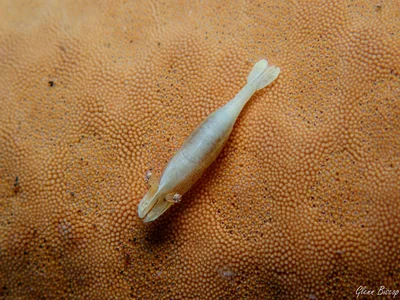 Zenopontonia soror