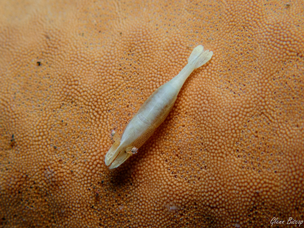 Zenopontonia soror