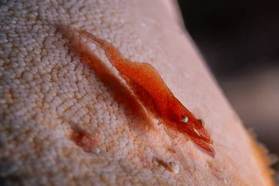Zenopontonia soror