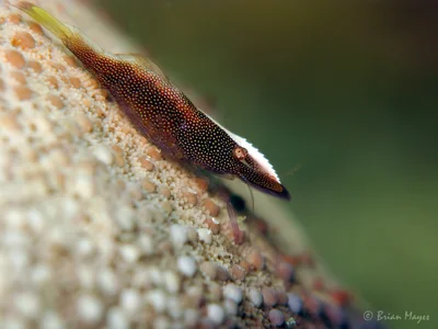 Partner Shrimp (Zenopontonia soror)