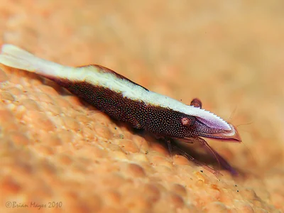 Partner Shrimp (Zenopontonia soror)