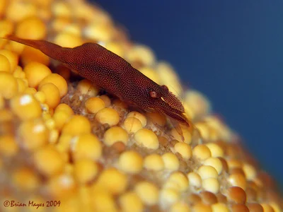 Partner Shrimp (Zenopontonia soror)