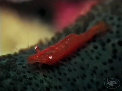 Sea Star Shrimp (Zenopontonia soror)