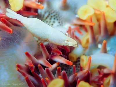 Rounded Sea Star Shrimp (Zenopontonia soror)