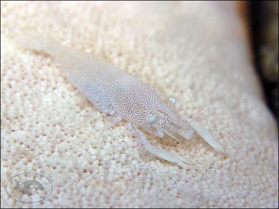 Rounded Sea Star Shrimp (Zenopontonia noverca)