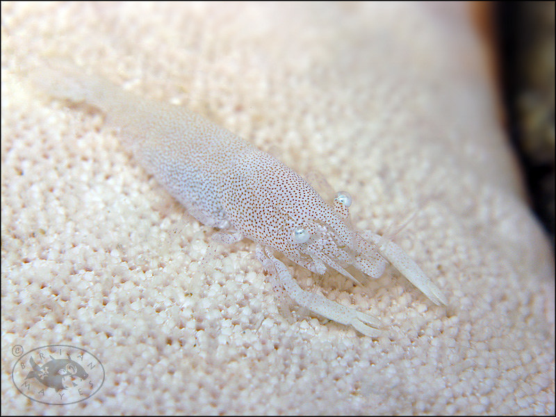 Rounded Sea Star Shrimp (Zenopontonia noverca)