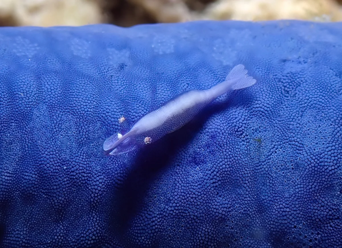 Seastar Shrimp - Zenopontonia soror