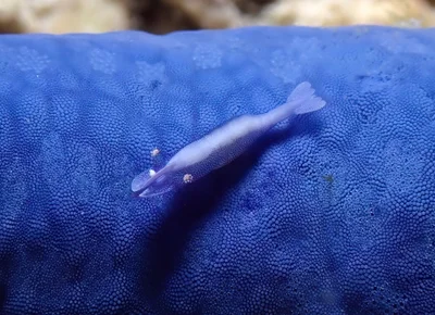 Seastar Shrimp - Zenopontonia soror