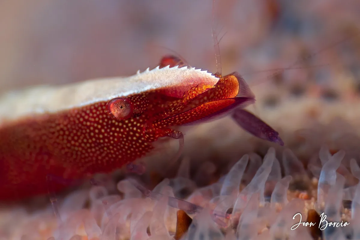 Zenopontonia soror or Sea star shrimp (Romblon)