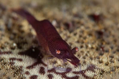 Sea Star Shrimp / Zenopontonia soror