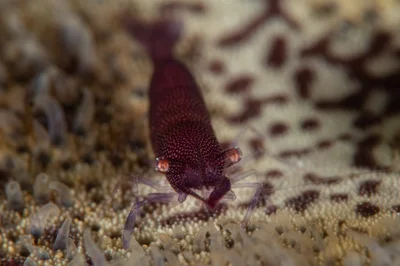 Sea Star Shrimp / Zenopontonia soror