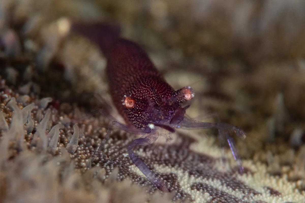 Sea Star Shrimp / Zenopontonia soror
