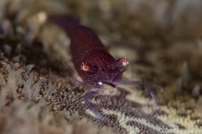 Sea Star Shrimp / Zenopontonia soror