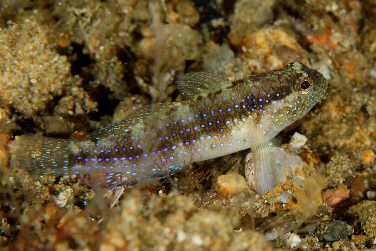 Starry Goby