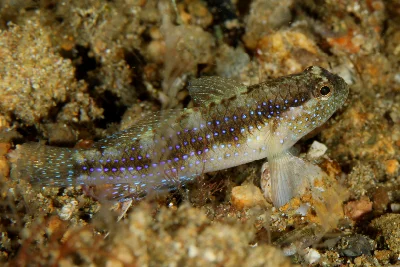 Starry Goby