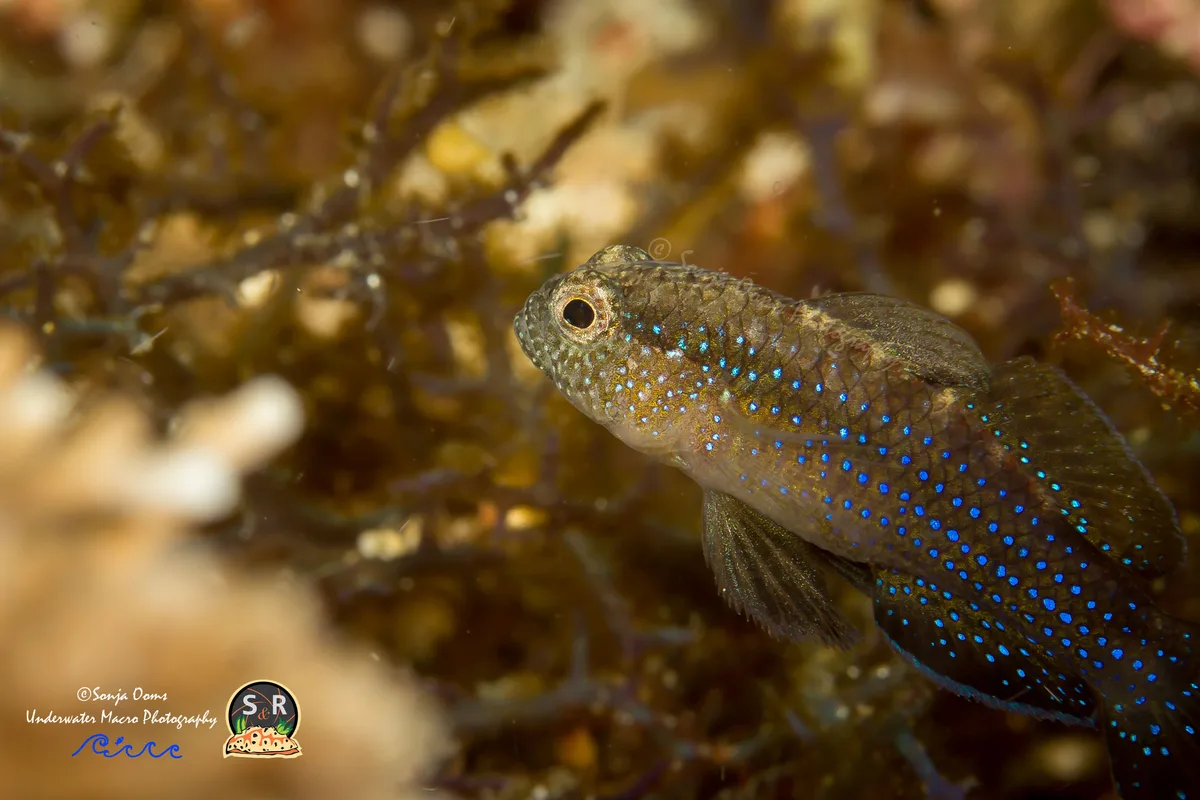 Starry Goby