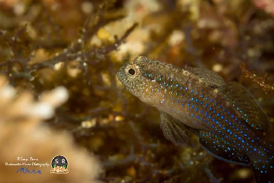 Starry Goby