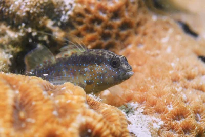 Starry Goby - Jul 2020