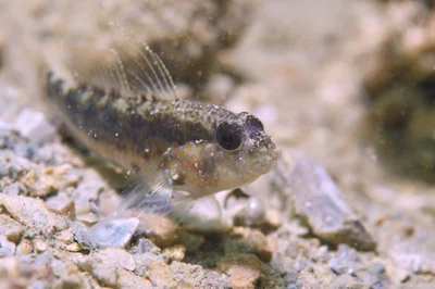 Starry Goby - Feb 2020