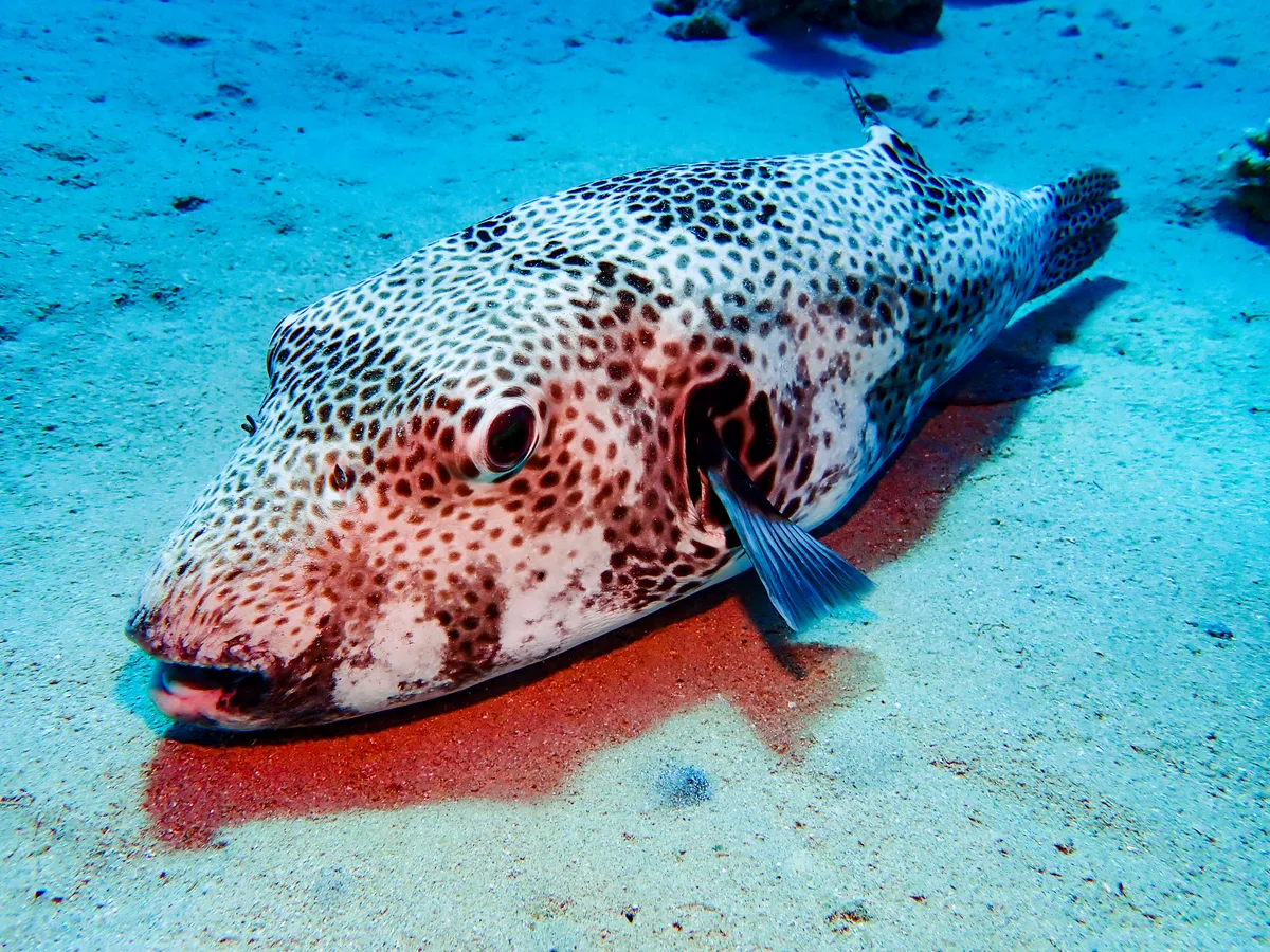 Starry Puffer