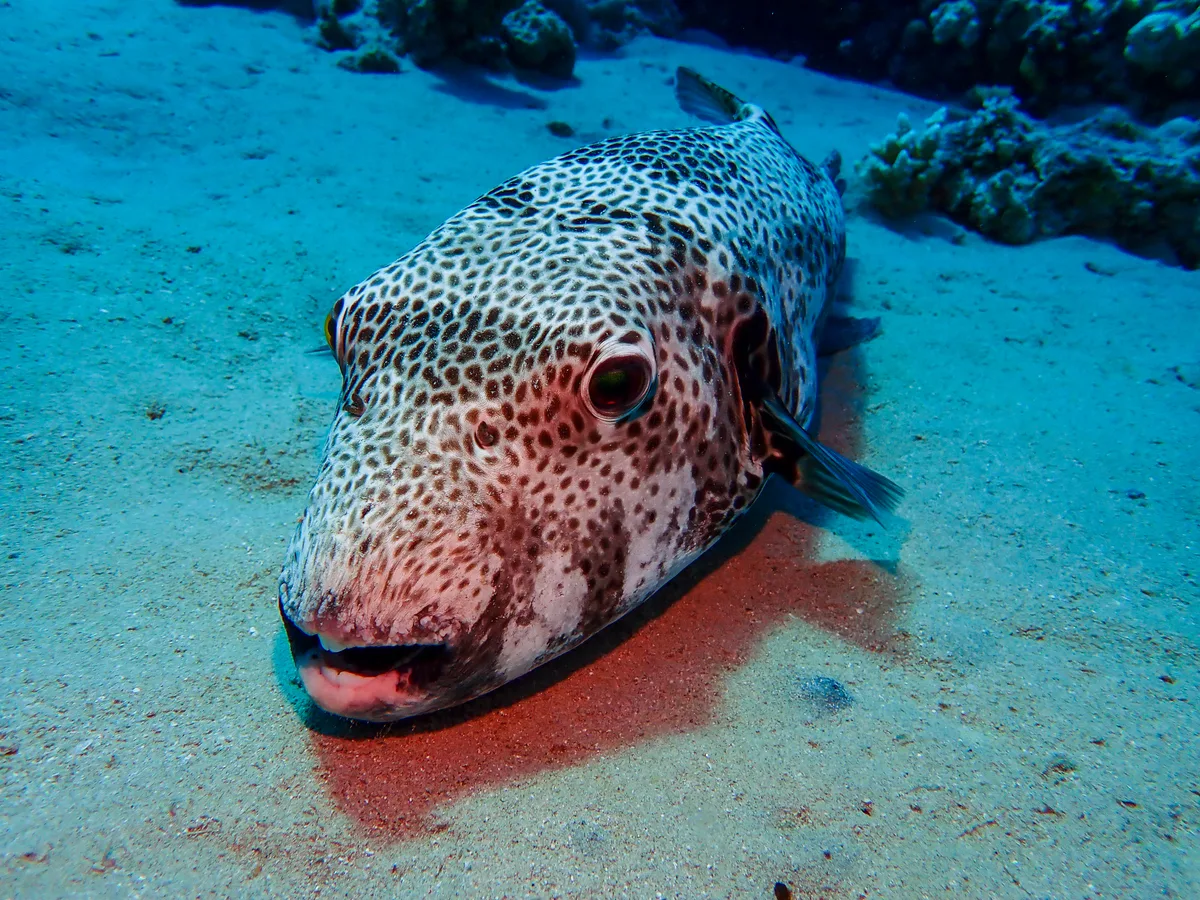 Starry Puffer