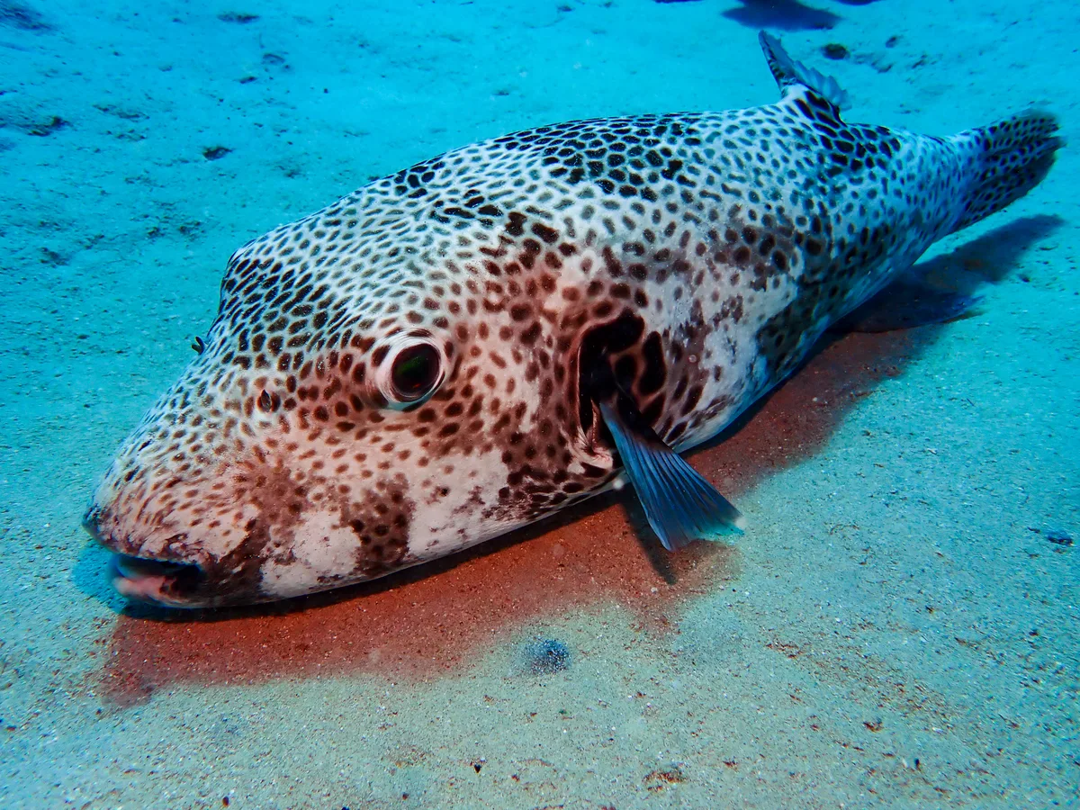 Starry Puffer
