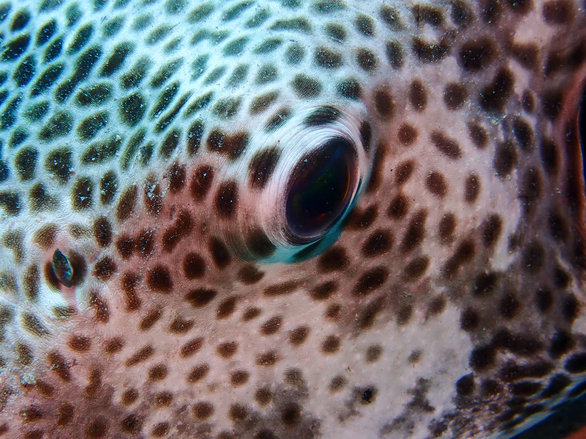 Starry Puffer