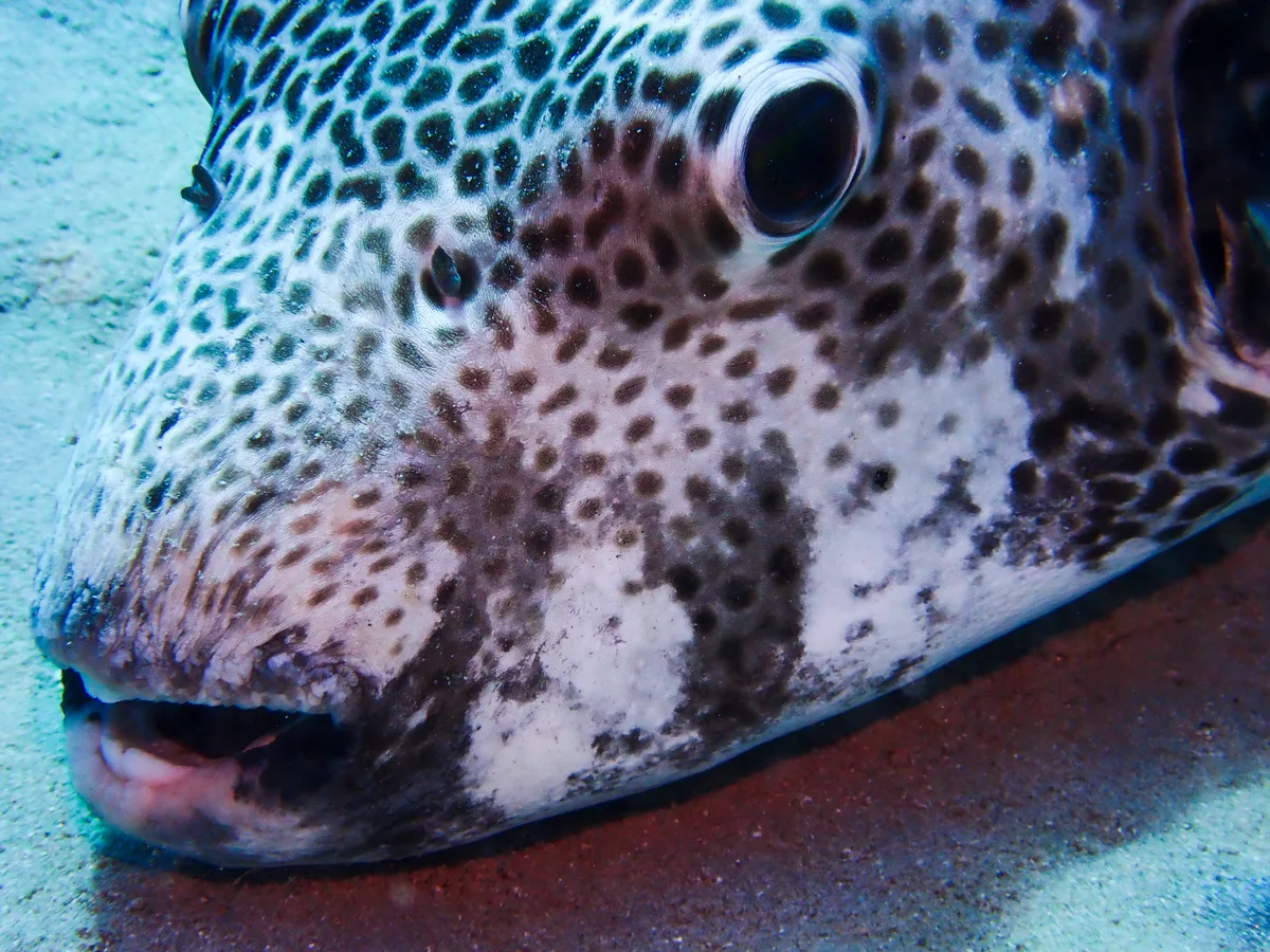 Starry Puffer