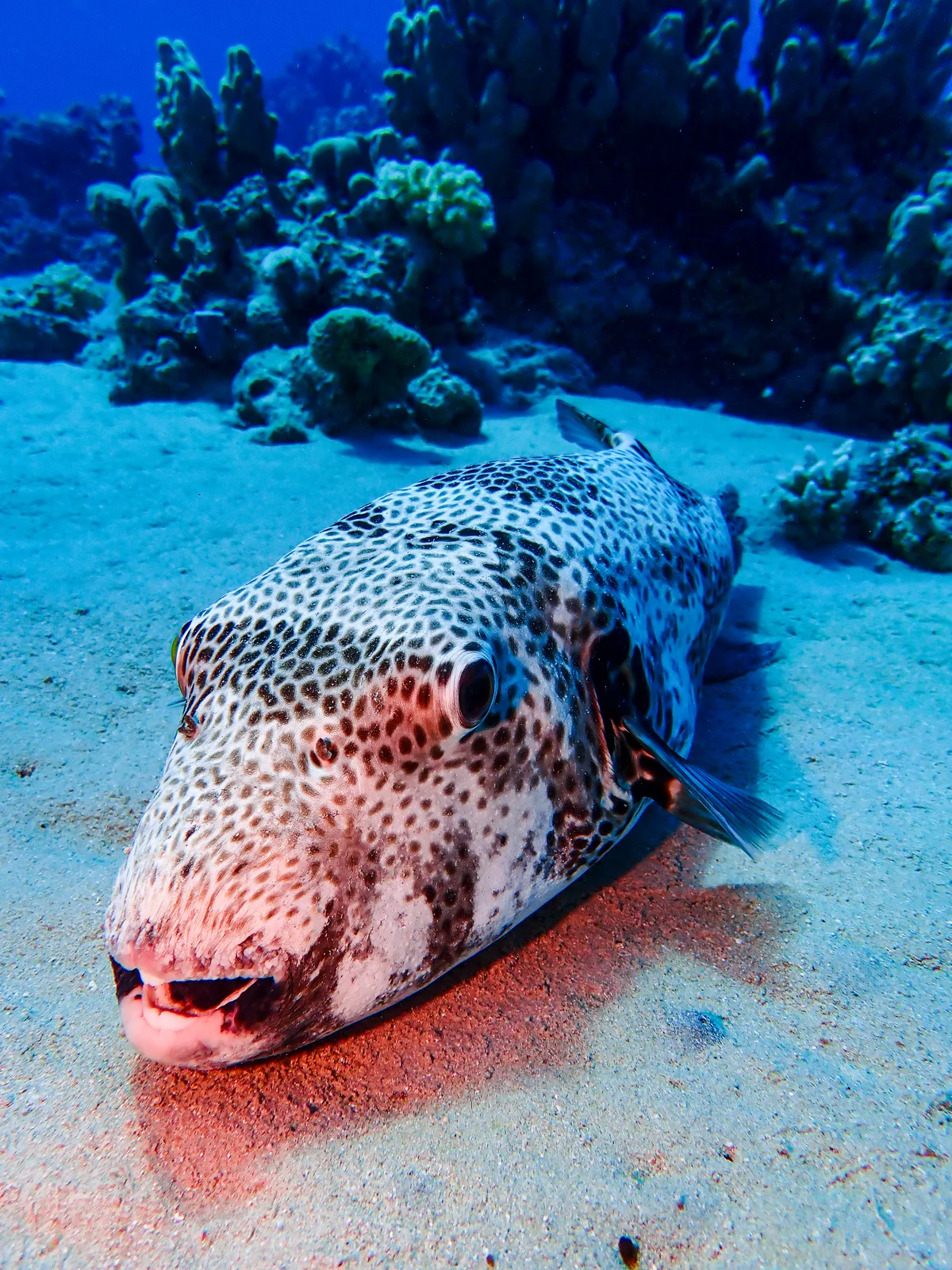Starry Puffer