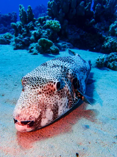 Starry Puffer